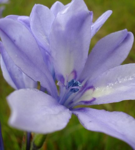 Babiana bainesii stamens and styles
